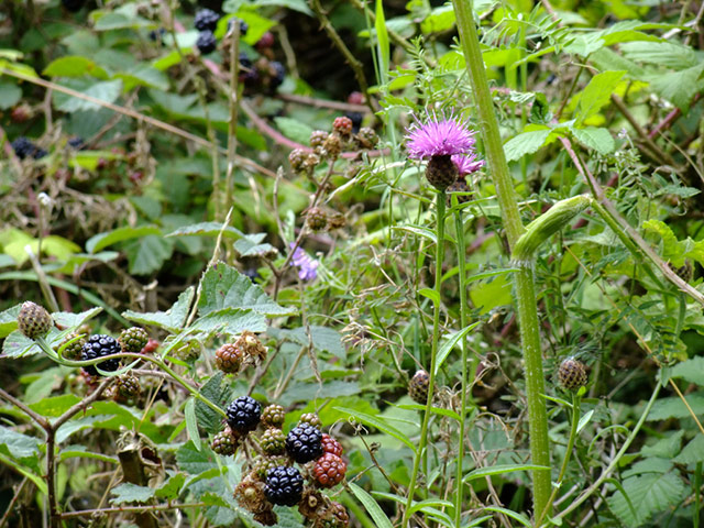 Green Shoots: May 2013 about hedgerows