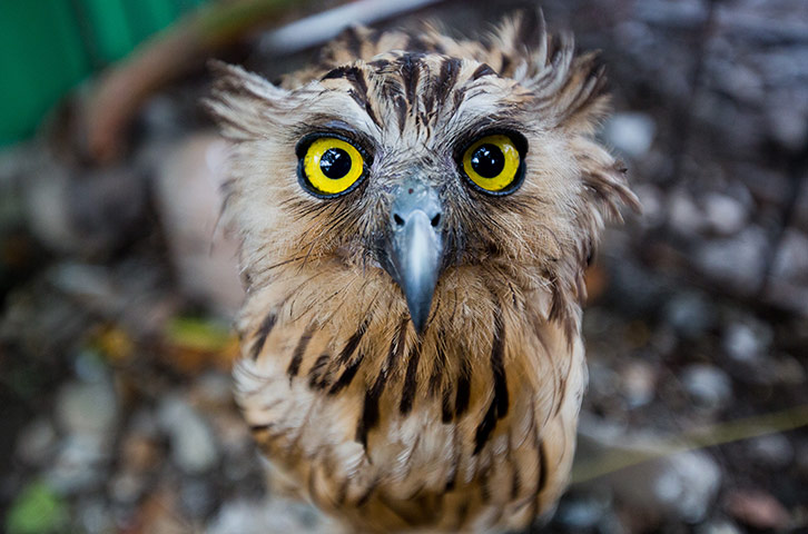 Illegal Wildlife Trade: in Sumatra, Indonesia