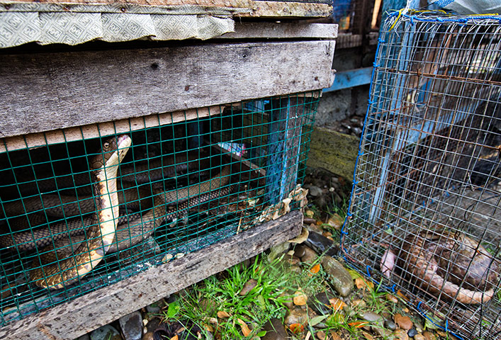 Illegal Wildlife Trade: in Sumatra, Indonesia