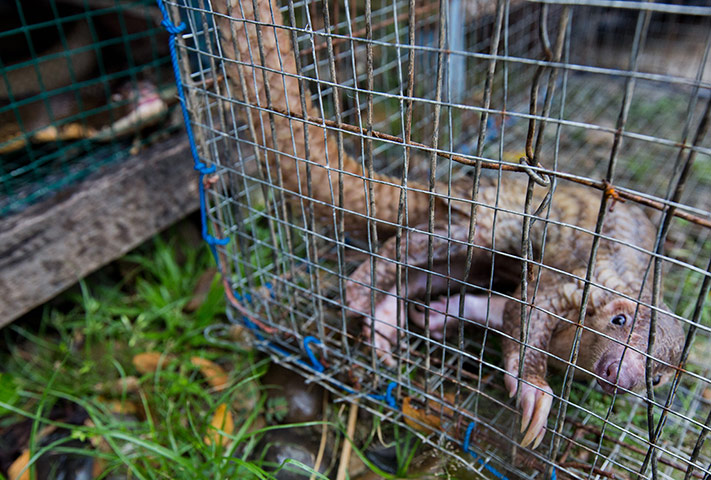 Illegal Wildlife Trade: in Sumatra, Indonesia