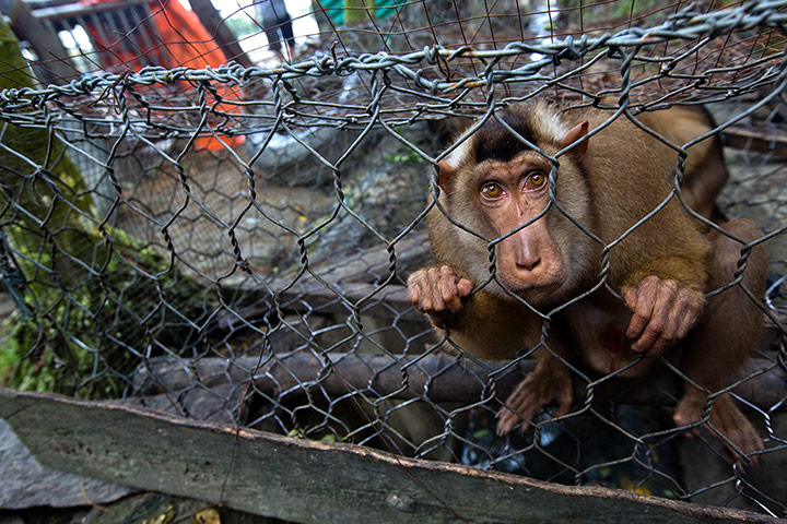 Illegal Wildlife Trade: in Sumatra, Indonesia