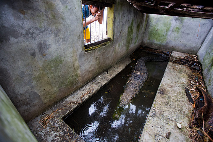 Illegal Wildlife Trade: in Sumatra, Indonesia