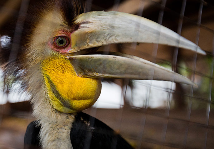 Illegal Wildlife Trade: in Sumatra, Indonesia