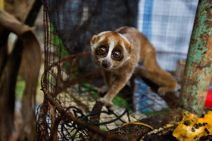 Illegal Wildlife Trade: in Sumatra, Indonesia