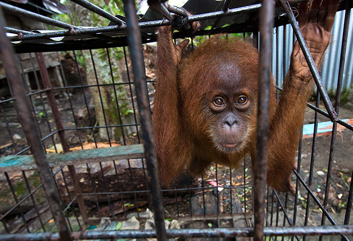 Illegal Wildlife Trade: in Sumatra, Indonesia