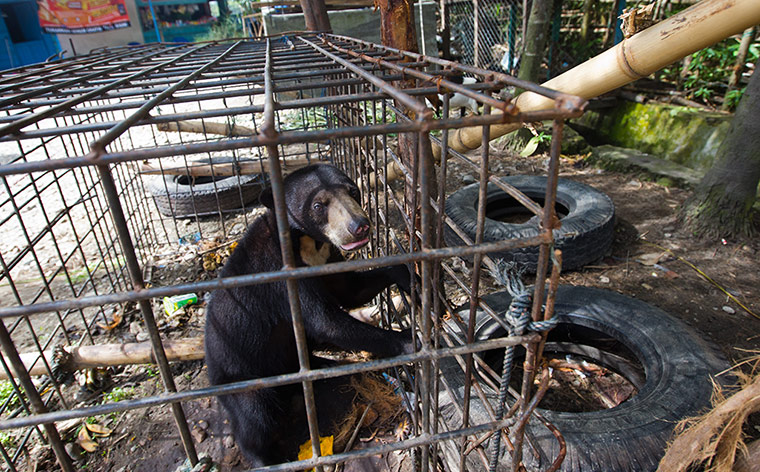 Illegal Wildlife Trade: in Sumatra, Indonesia