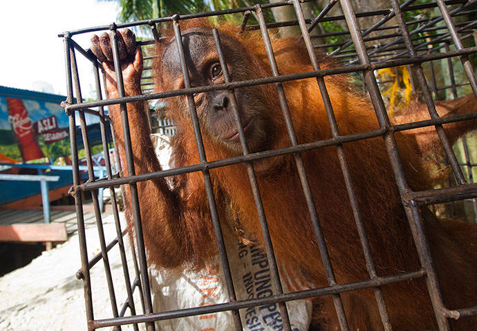 Illegal Wildlife Trade: in Sumatra, Indonesia
