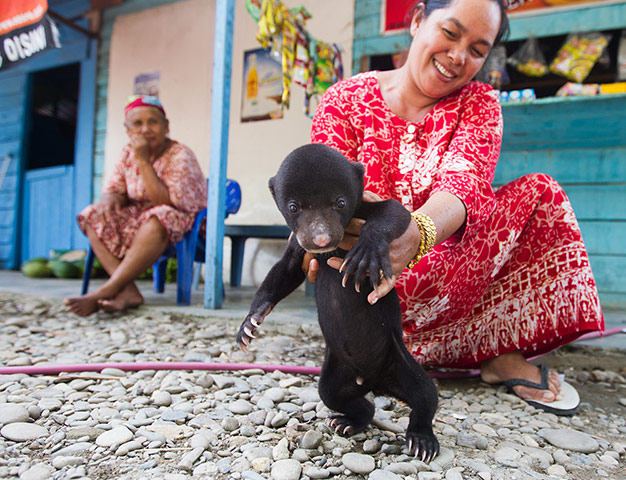 Illegal Wildlife Trade: in Sumatra, Indonesia