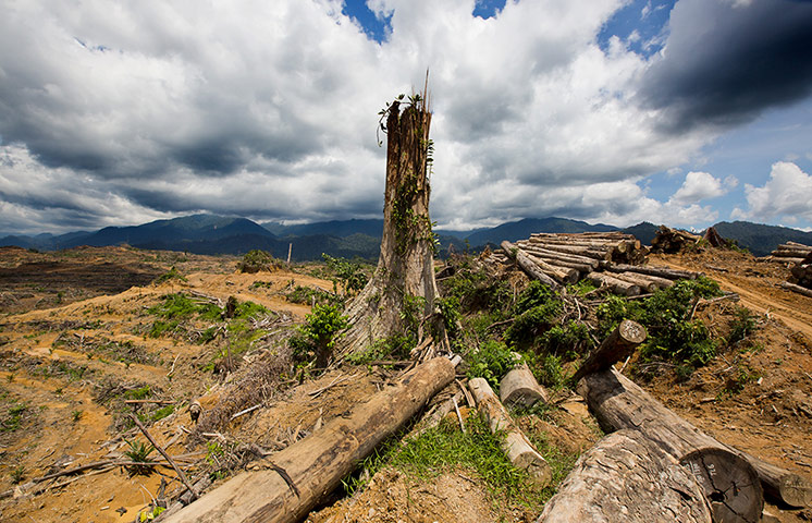 Illegal Wildlife Trade: in Sumatra, Indonesia