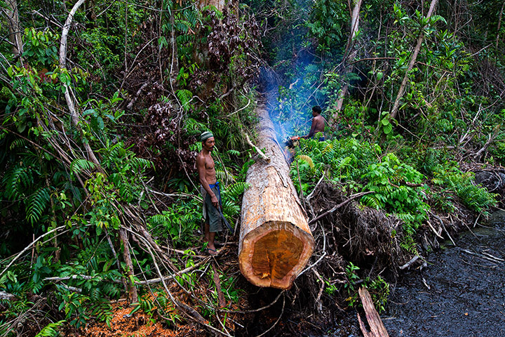 Illegal Wildlife Trade: in Sumatra, Indonesia