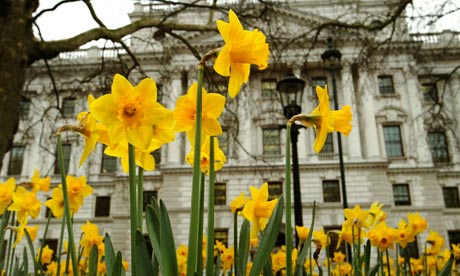 Spring dafoddills in front of the Treasury, Whitehall