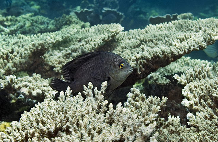 TUI: Indian ocean: TUI: close-up of damselfish hidden among plate coral
