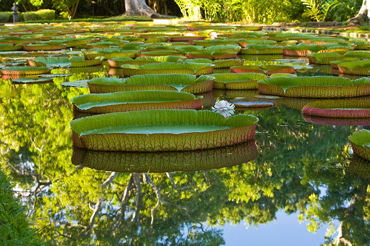 TUI: Indian ocean: TUI: Sir Seewoosagur Ramgoolam Botanical Gardens, Mauritius