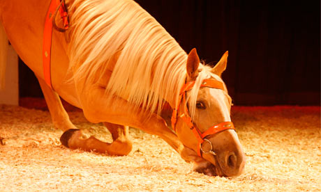 A performing horse in the ring.