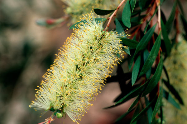Red bottlebrush, Weeping bottlebush (Callistemon pallidus), inflorescence