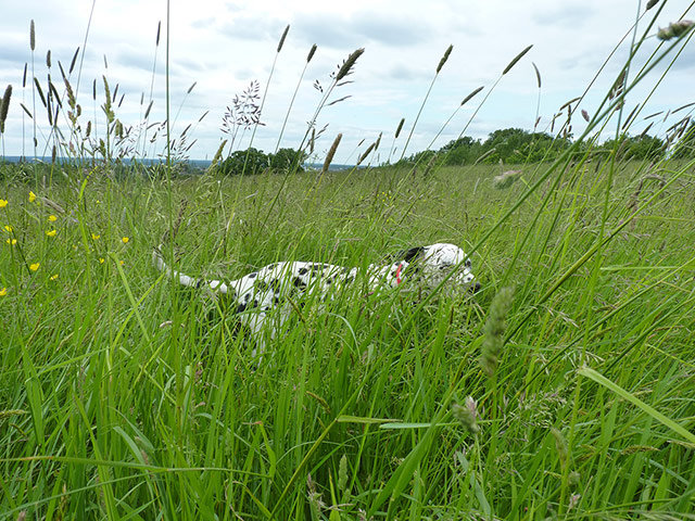 Your Pictures - Lost: Your Pictures - Lost