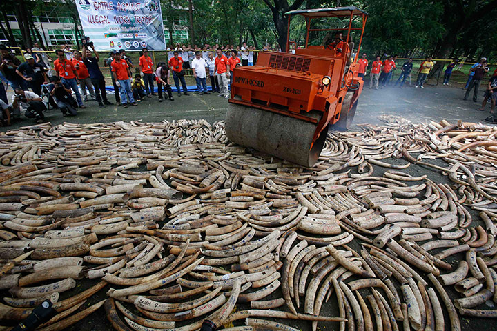 Week in Wildlife: A road roller crushes smuggled elephant tusks  in Quezon City