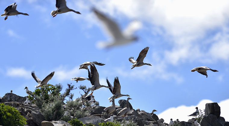 Week in Wildlife: CHINA-TIBET-YAMDROK LAKE-BIRD ISLAND(CN)