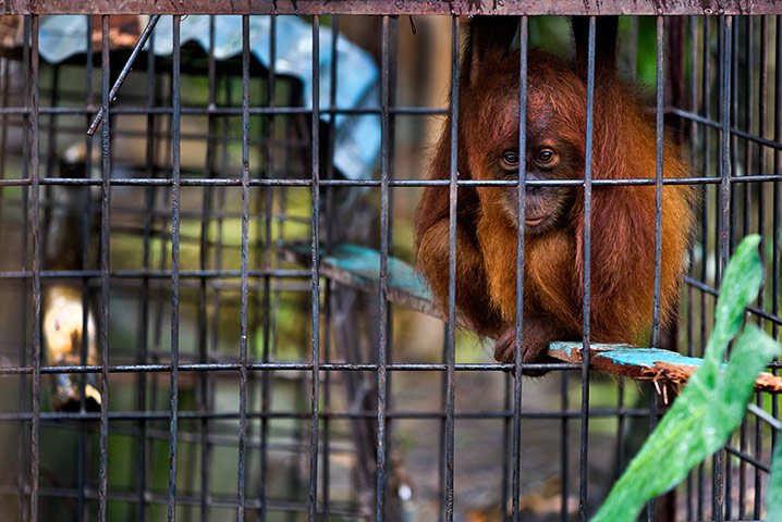Week in Wildlife: An illegally kept orphaned Sumatran Orangutan