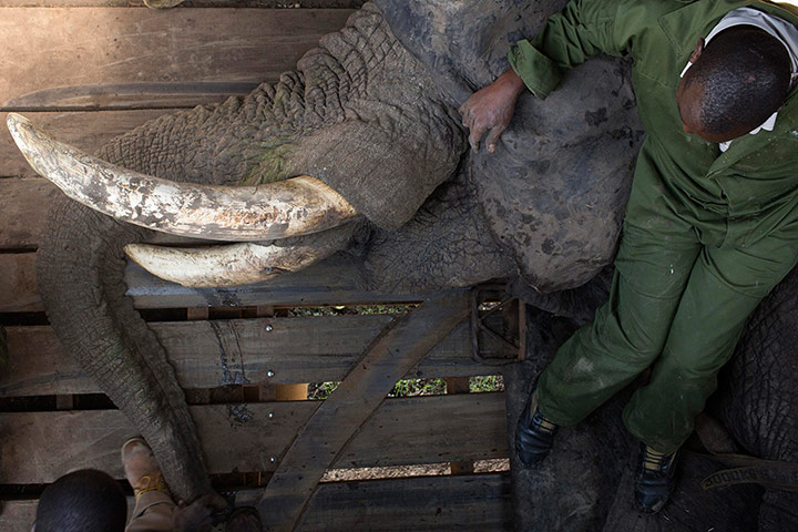 Week in Wildlife: A KWS warden takes tissue samples of a sedated elephant, Kenya