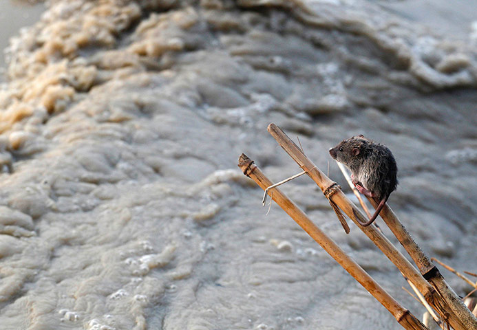 Week in Wildlife: A stranded mouse next to the rising waters of river Yamuna in New Delhi