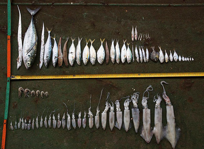 Week in Wildlife: Greenpeace handout photos on bottom trawl fishing in Gulf of Thailand