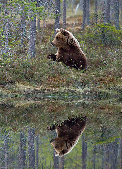 Week in Wildlife: Brown Bear Is Fascinated At His Reflection
