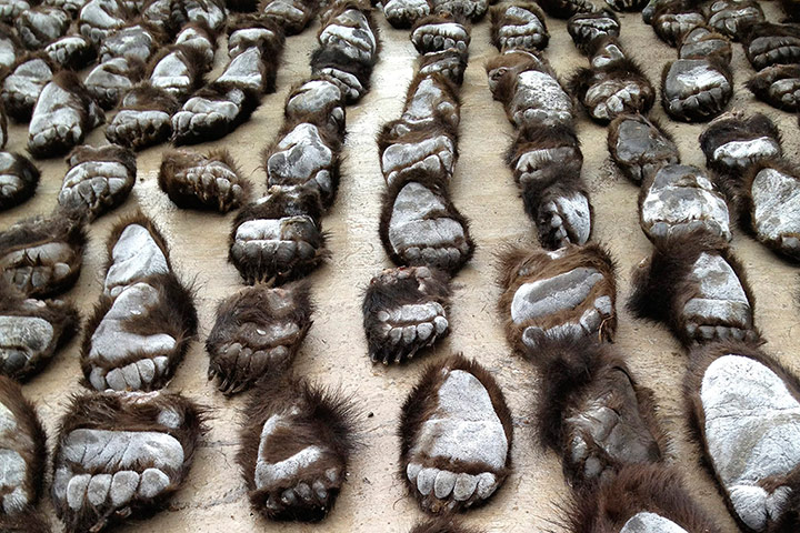Week in Wildlife: Smuggled bear paws are seen at the China-Russia border in Manzhouli