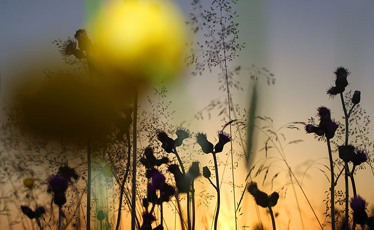 Week in Wildlife: Summer in south Germany