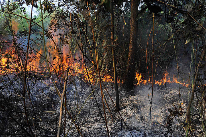 Week in Wildlife: Bushes that have caught fire are seen in Pekanbaru