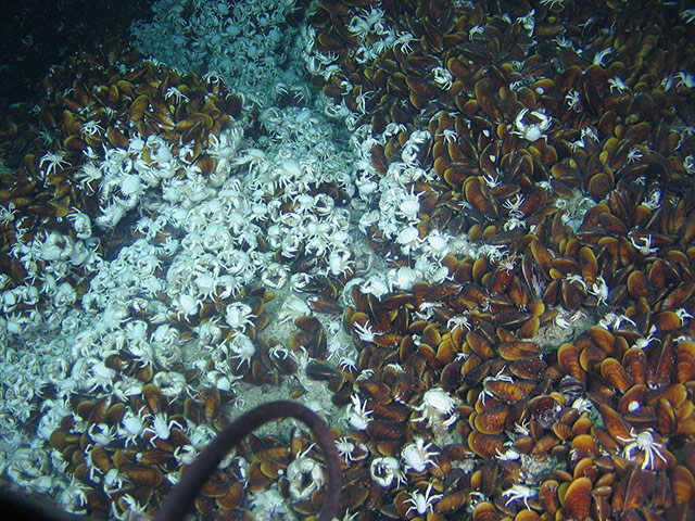 Week in Wildlife: Manned Sub Jiaolong Completes Deep-Sea Dive In South China Sea