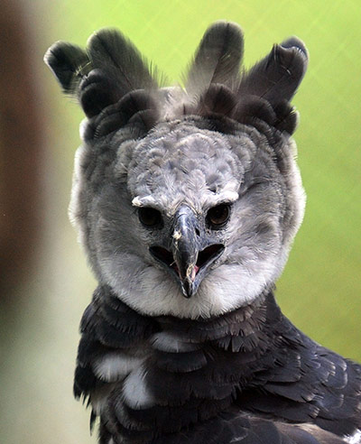 Week in Wildlife: Harpy Eagle (Harpia harpyja) 'Panama'