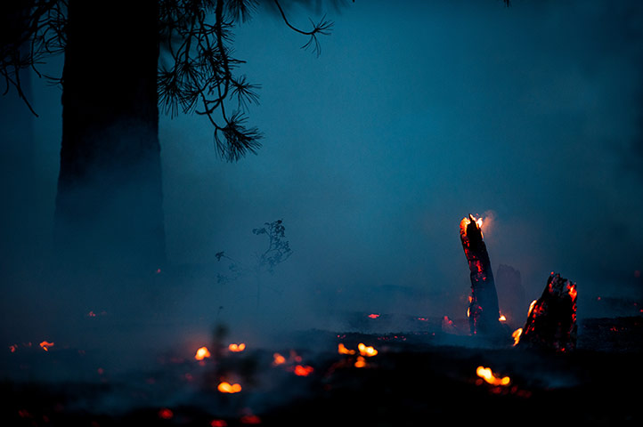 Week in Wildlife: Black Forest Fire