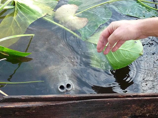 Week in Wildlife: a manatee, a shallow-water herbivorous mammal
