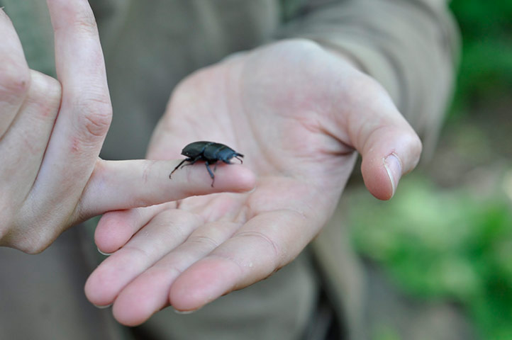 Camley Street : Volunteer holds a stag beetle.