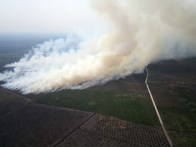 Singapore smog: Smoke billowing from fires in areas surrounded by agricultural plantations