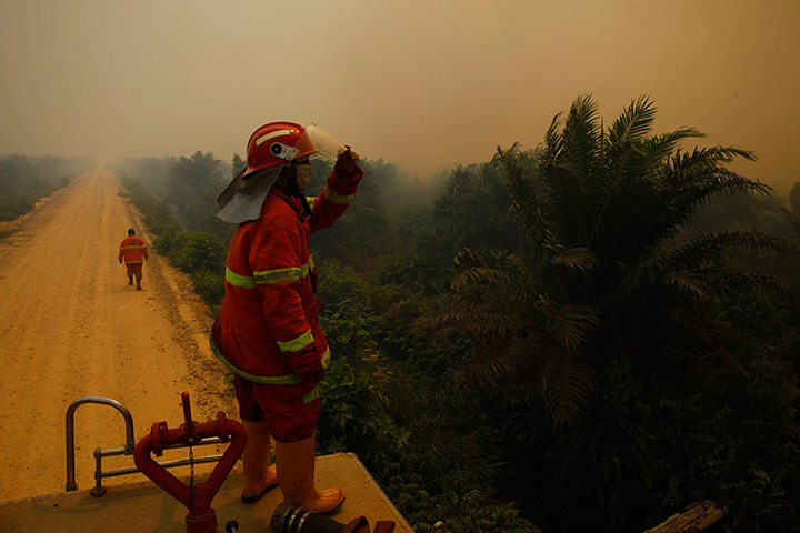 Singapore smog: A firefighter looks at burnt palm oil trees in a haze Dumai, Riau province 