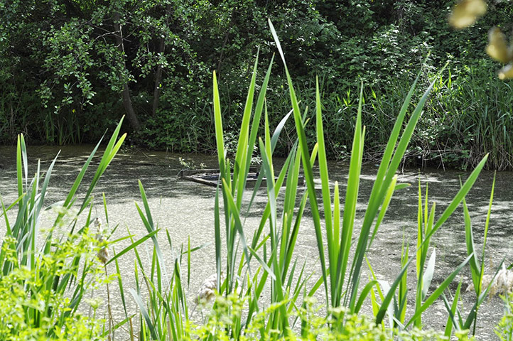 Camley Street : Camley Street Natural Park