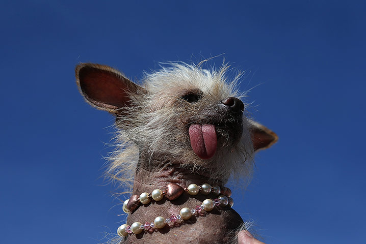 Ugly dogs: Josie