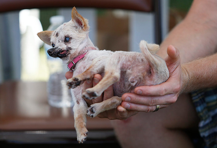 Ugly dogs: Sophie