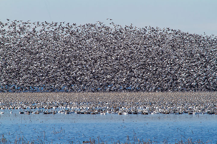weekend in pictures: Over 1 Million Snow Geese Migrate To Arctic Tundra