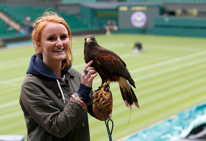 Wimbledon day one: Harris Hawk