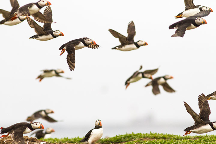 Your Pictures - Pursuit: birds taking flight