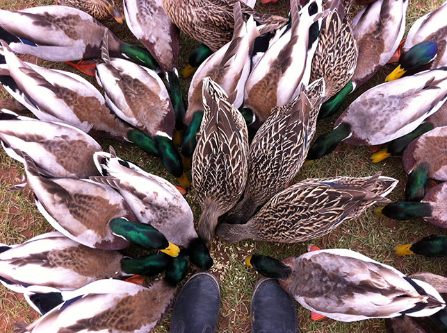 Your Pictures - Pursuit: ducks gathered around person's feet