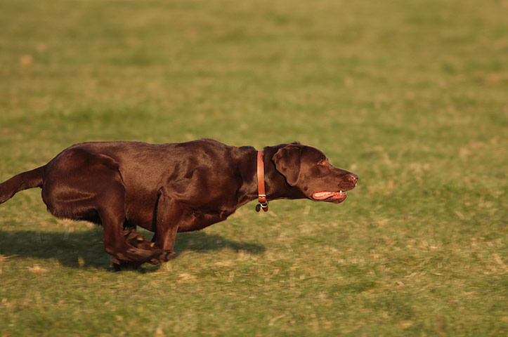 Your Pictures - Pursuit: dog caught in action running