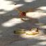 Your Pictures - Pursuit: wasp flying near split grapes on floor