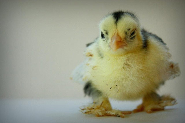 Scary pet faces: baby chick scary face