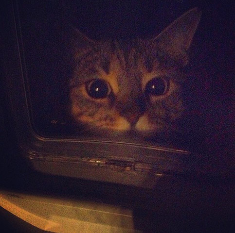 Scary pet faces: cat in the dark