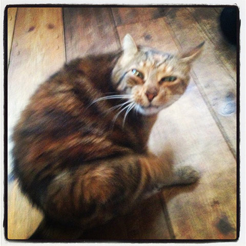 Scary pet faces: scary cat face