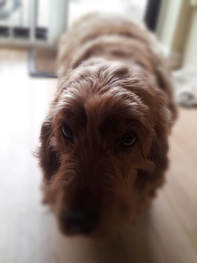 Scary pet faces: dog staring into camera